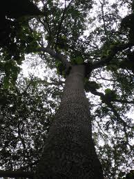 Image result for Petersianthus macrocarpus