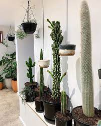 Cacti can be fried, boiled, or served in a salad or soup. Succulents Tall Cactus Plants Tall Cactus Tall Cactus Plants Cactus Plants