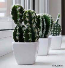 This garden represents the ultimate in desert landscaping plant them where their spines will glow. Desert Glamour On Your Windowsill Cactus Succulents