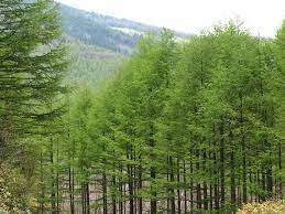 唐松 karamatsu 學名 larix leptolepis 松科落葉松屬唐松 日本落葉松 是日本唯一的落葉松樹 唐松的名稱據傳是來自這種樹 與中國唐代畫中的樹相似之故 唐松的葉子秋天會變黃 晚秋則會落葉 主要分布於日本本州中部海拔1000 natural landmarks outdoor nature