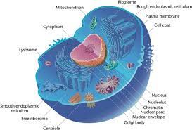 Facts about the cell nucleus interesting facts about cell nuclei. Cell Biology Function Types Organelles Facts Science4fun