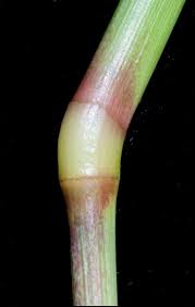 Image result for Urochloa dictyoneura
