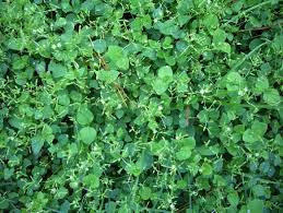 Image result for Drymaria