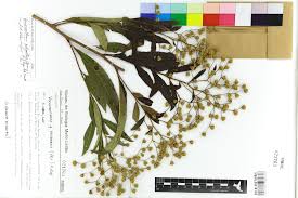Image result for Vernonanthura polyanthes