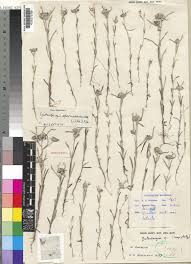 Image result for Gutenbergia rueppellii