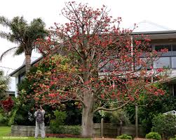 Image result for Brachychiton discolor