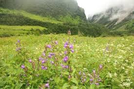 Maybe you would like to learn more about one of these? Road Trip How You Can Reach Valley Of Flowers From Dehradun By Road
