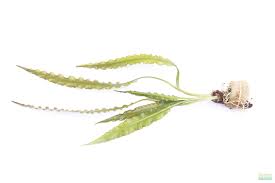 Image result for Aponogeton stuhlmannii