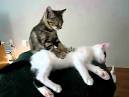 VIDO. Les chats font de trs bons masseurs