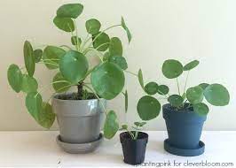 How To Care For Pilea Peperomioides Clever Bloom Money Tree Plant Care Plant Care Houseplant Money Tree Plant