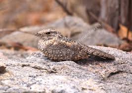 Image result for Pycreus nitidus