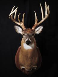 Deer Gallery Deer Big Deer Deer Shoulder Mount