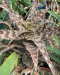 Image result for Aloe mossurilensis