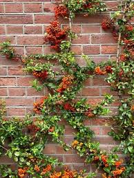 Image result for Pyracantha coccinea red column