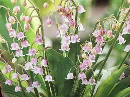 Surprise your loved ones with a unique design and fresh fragrant flowers for any special occasion. Gardening For The Record Lily Of The Valley A Tiny Flower With A Huge History Entertainment Life Times Record Fort Smith Ar