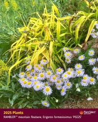 Image result for Erlangea remifolia