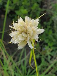 Image result for Cyperus niveus