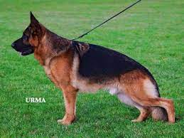 See here our interactive google map of your local breeders in virginia. German Shepherd Breeder Trainer And Importer German Shepherd Puppies For Sale Ontario Ontario German Shepherd Breeder German Shepherd Adults For Sale Ontario Fully Trained German Shepherd For Sale German Shepherd