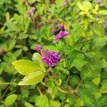 Image result for Grona heterocarpos