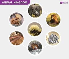 We did not find results for: Animal Kingdom Biology Classification