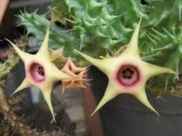 Image result for Huernia verekeri