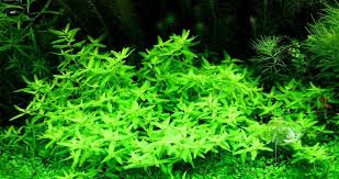 Image result for Elatine