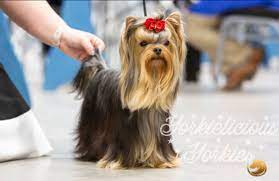 Yorkie puppies for sale in texas. Home Yorkielicious