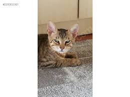 Kedi Ankara Ucretsiz Minnetsiz Zipir Kedi Sahibinden Comda 225302301
