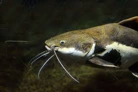 Basic catfish biology and natural history. Saving Catfish By Understanding Their Genetics