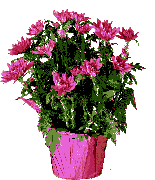 Geburtstag gifs, cliparts, images, bilder, grafiken, rose, kuchen, klee, kerze, kostenlos herunterladen, direkt kopieren oder verlinken in der gifsuchmaschine. Blumen Animierte Bilder Gifs Animationen Cliparts 100 Kostenlos