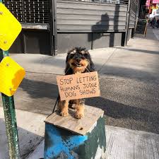 Funny cute wallpaper high definition goy kenikin. This Brave Dog Protests Annoying Everyday Things With Funny Signs