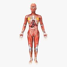 Human Female Anatomy 3d Model Ad Female Human Model Anatomy Female Anatomy Female Human Model