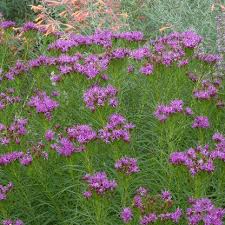 Image result for Vernonia lycioides