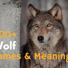 Nice page for free points. 300 Wolf Names And Meanings From Alaska To Zion Pethelpful By Fellow Animal Lovers And Experts