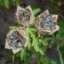 Image result for Hibiscus cannabinus