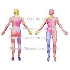 Four transparent overlays simulate the peeling away of layers of tissue to reveal over 200 labeled anatomical features. Body Chart Images Collection Download Option The Physio Shop