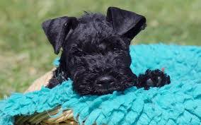 Review how much kerry blue terrier puppies for sale sell for below. Kerry Blue Terrier Puppies For Sale Adoptapet Com