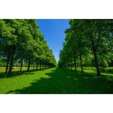 Dec 22, 2010 · tetapi wallpaper dengan gambar yang berkualitas biasanya tidak mudah didapatkan. Wallpaper Dinding 3d Custom Murah Berkualitas Gambar Pemandangan Pohon Hijau Terbaru Agustus 2021 Harga Murah Kualitas Terjamin Blibli