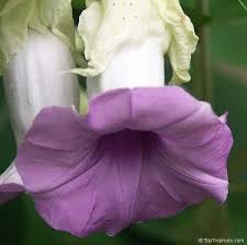 Image result for Toddaliopsis