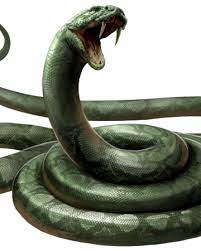 Many species of snakes have skulls with several more joints than their lizard ancestors, enabling them to swallow prey much larger than their heads with their highly mobile jaws. Snake Harry Potter Wiki Fandom