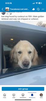 Found Golden Retriever in Tuscaloosa by Cook-Out