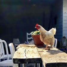 Table Hopping Chicken Cottage Chickens And Roosters Chickens
