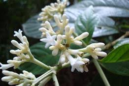 Image result for Gaertnera