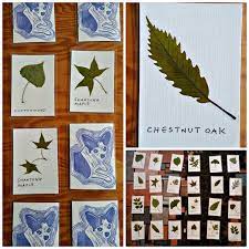 Pressed Leaf Memory Game Flower Press Kit Memory Games Nature Lessons