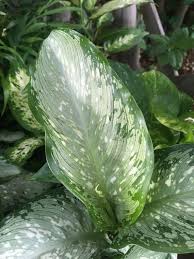 Dieffenbachia Tropical Tiki Dieffenbachia Tiki Tropical In 2020 Indoor Plants Tropical Tiki
