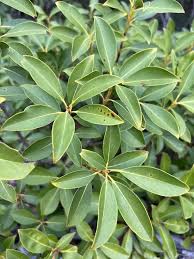 Image result for Hilleria latifolia