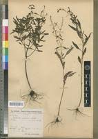 Image result for Aeollanthus pubescens