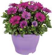 Image result for paprskovka obrázek