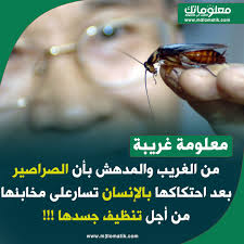 هل تعلم Movie Posters Movies Poster
