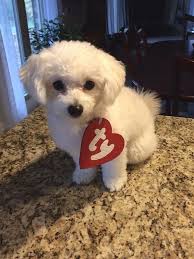Best Pet Halloween Costumes For 2018 Pope Memorial Humane Society